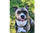 Adopt HUNTER- look at that tongue!!! a Staffordshire Bull Terrier
