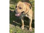 Adopt Nemo a Pit Bull Terrier