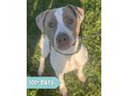 Adopt Roger a Pit Bull Terrier