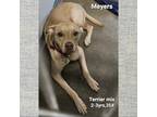 Adopt Meyers a Terrier
