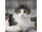Adopt Oliver Anthony a Domestic Short Hair