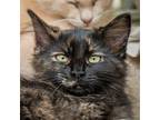 Sonoma Domestic Mediumhair Kitten Female
