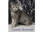 Cosmic Brownie (C23-283) Domestic Shorthair Kitten Male