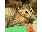 Cranberry Domestic Shorthair Kitten Female