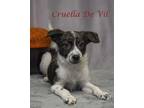 Cruella De Vil (D23-146) Border Collie Puppy Female