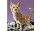 Tic Tac Domestic Shorthair Kitten Male