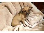 Ravioli Chihuahua Puppy Male