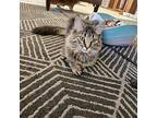 Sunny Anderson Domestic Shorthair Young Female
