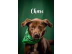 Adopt Chase a Labrador Retriever