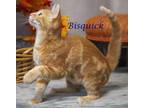 Bisquick (C23-227) Domestic Shorthair Kitten Male