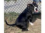 Max 1 American Staffordshire Terrier Young Male