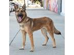 Skylar von Sassnitz German Shepherd Dog Young Female