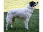 ELVIS IS A LUV!!! Great Pyrenees Young Male