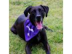 Coco Labrador Retriever Adult Male