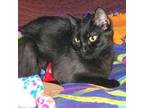 Tinsel Domestic Shorthair Senior Female