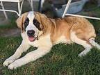 Nana St. Bernard Puppy Female