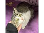 Parker Domestic Shorthair Young Female
