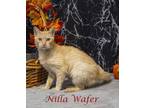 Nilla Wafer (C23-245) Domestic Shorthair Young Female