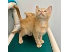 Citrus Domestic Shorthair Kitten Male