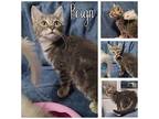 Reign Domestic Shorthair Kitten Female