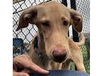 Percy Labrador Retriever Young Male