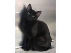 Willow Domestic Shorthair Kitten Female