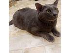 Phil Domestic Shorthair Adult Male