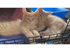 Indy Domestic Shorthair Kitten Male