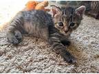 (cs) Sally Domestic Shorthair Kitten Female
