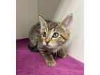 Polly ~ Available at J&K Megapet in Wabash, IN! Domestic Shorthair Kitten Female