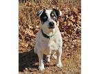 Morty Rat Terrier Senior Male