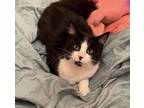 Adopt Link #pound-of-fluff a Maine Coon, Domestic Medium Hair