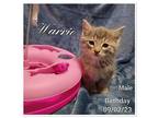 Warrio Domestic Shorthair Kitten Male