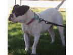 Bella American Bulldog Young Female