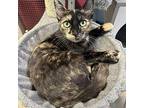 Butterbear Domestic Shorthair Young Female