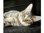 (ca) Wobbles Domestic Shorthair Kitten Female