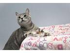 Peabody Domestic Shorthair Kitten Male