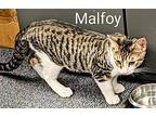 Malfoy Domestic Shorthair Kitten Male