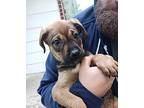 Norm Mixed Breed (Medium) Puppy Male