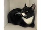 Sylvester ~ Senior Lady!! Domestic Shorthair Adult Female