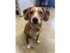 Holly Beagle Adult Female