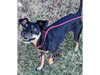 Ramsey Miniature Pinscher Senior Male