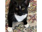 Jay Domestic Shorthair Adult Male