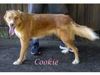 Cookie (D23-173) Golden Retriever Adult Female
