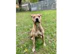 Nova American Pit Bull Terrier Adult Female