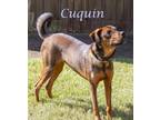 Cuquin (D23-172) Mixed Breed (Large) Puppy Male