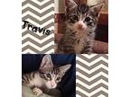 Travis Domestic Shorthair Kitten Male