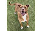 Adopt Biscoff a Pit Bull Terrier, Mixed Breed