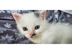 (ce) Domino Domestic Shorthair Kitten Male