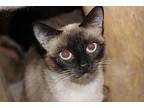 Laverne Siamese Adult Female